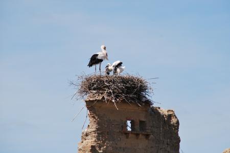 Imagen Aquí la Tierra- Cigüeñas de El Gordo